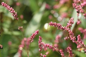 イヌタデの写真