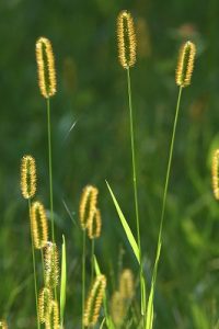 キンエノコロの写真