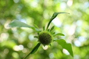 コヤブタバコの写真