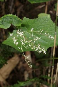 ミミコウモリの写真