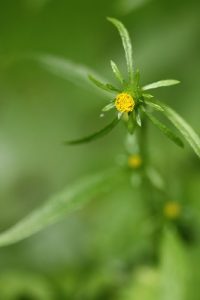 ミヤマヤブタバコの写真