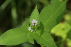 ミゾソバの写真