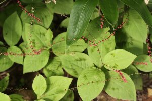 ミズヒキの写真