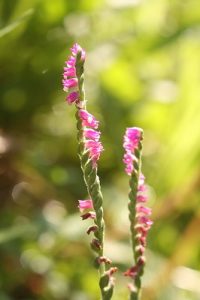 ネジバナの写真