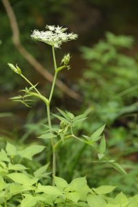 オオバセンキュウの写真