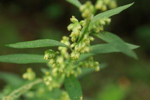 オオヨモギの写真