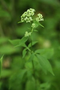 オトコエシの写真