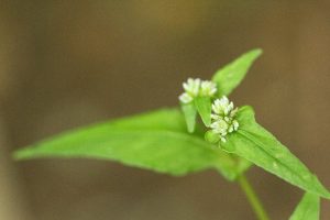 タニソバの写真