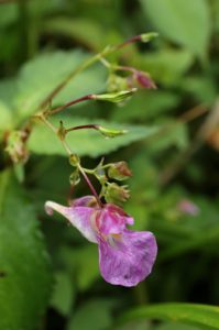 ツリフネソウの写真