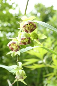 ツルニンジンの写真