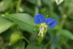 ツユクサの写真