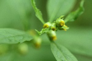 ヤブタバコの写真