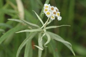 ヤマハハコの写真