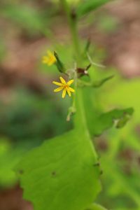 ヤマニガナの写真