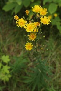 ヤナギタンポポの写真