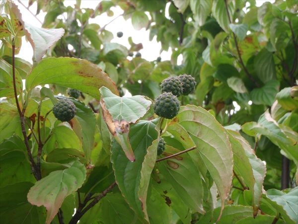 2センチくらいの緑色のヤマボウシの実が上向きについている