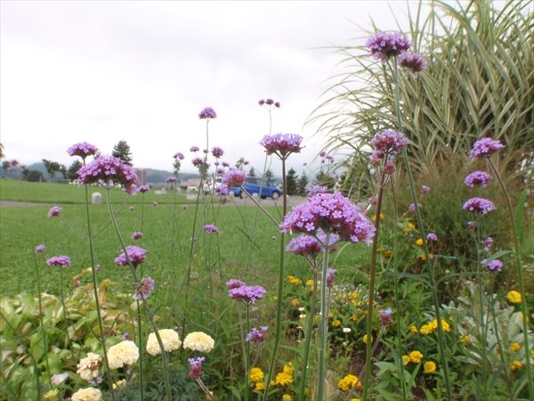 三尺バーベナの紫の花が下からピーンと咲いている