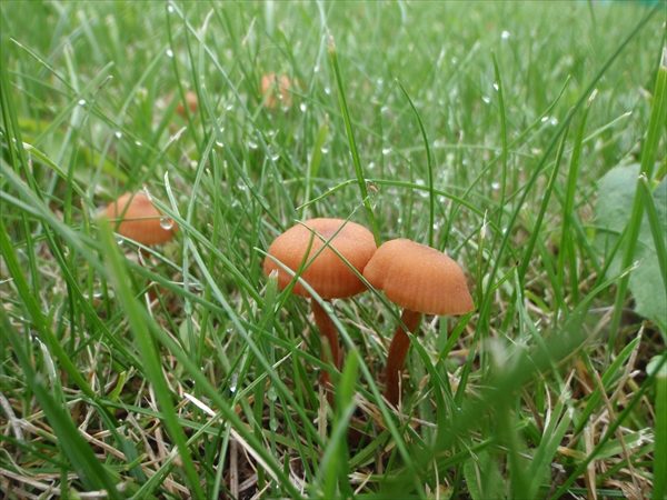 薄茶色のナメコくらいの大きさのキノコが地面から生えている