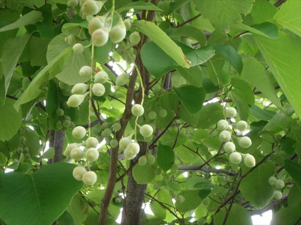 緑色の1センチくらいの実がデラウェアブドウのように房になっている