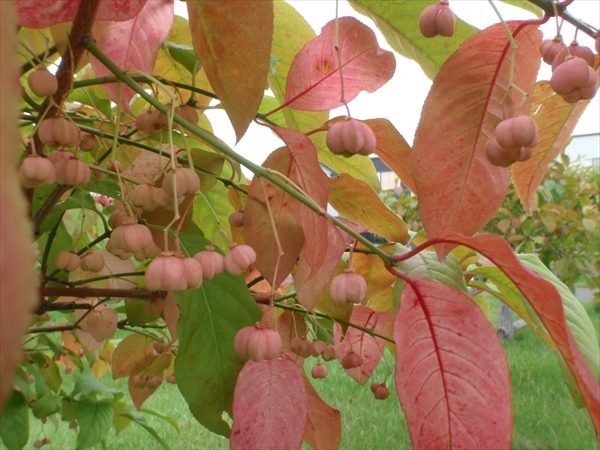 薄いピンク色のマユミの実が20個くらいぶら下がっている