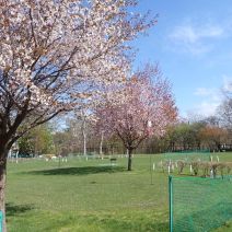 「月寒公園ボランティア会」の写真