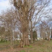 「マグノリア、エゾムラサキツツジ開花しました（2026年4月13日）」の写真