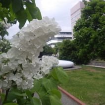 「ライラック紹介、名前に注目」の写真