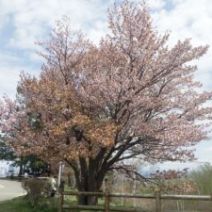 「花くらぶコンテナ花壇の花植え」の写真