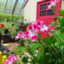 「個性的な花姿を楽しめる植物たち(2026年6月12日)」の写真