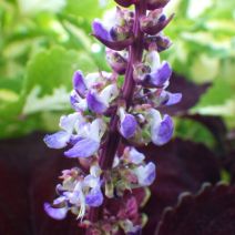 「本日のボランティア活動(花壇)」の写真