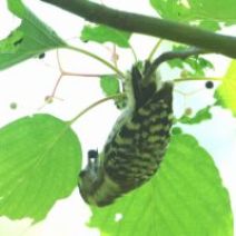 「旭山記念公園野鳥情報2026年8月10日(月曜日)」の写真