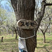 「園内のお花の様子（桜情報含む5月3日時点）」の写真