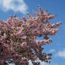 「4月30日　サクラの開花状況【散り始め】」の写真