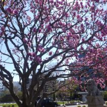 「本日のボランティア活動（バラ）」の写真