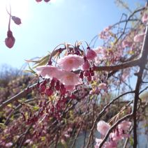 「シダレザクラが開花しました。」の写真