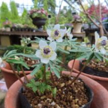 「緑のセンター開花情報(セツブンソウ、ハーデンベルギアなど)2026年1月29日」の写真