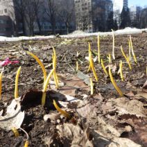 「春の兆し」の写真