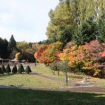 「紅葉と生きもの情報【2026年10月28日】」の写真