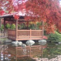 「10月27日 園内の紅葉の状況」の写真