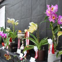 「百合が原公園「市民ラン展」に行ってきました」の写真