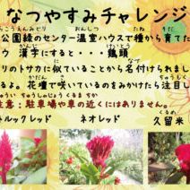 「豊平公園緑のセンター夏休みチャレンジ」の写真