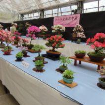 「美しいさつきの花満開「さつき花季展」は明日から(2026年6月3日)」の写真