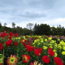 「多彩な花姿を切り花で「ダリア展」開催(2026年9月28日)」の写真