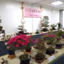 「「さつき花季展」が始まります」の写真