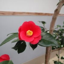 「明日から椿ミニ展示はじまります。」の写真