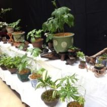 「「斑入り植物展」始まりました」の写真