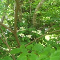 「大通公園バラフェスタ6月20日21日開催!」の写真