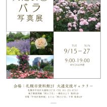 「大通公園バラ写真展開催中」の写真