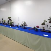 「「春のミニ盆栽と山野草展」が始まります」の写真