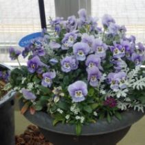 「明日から4月!「春の花展」も開催します(2026年3月31日)」の写真